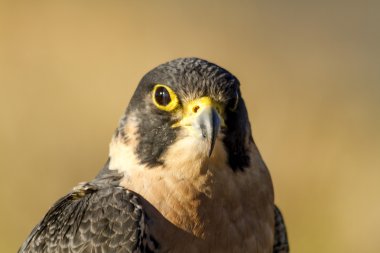 Peregrine Falcon sonbahar ortamda