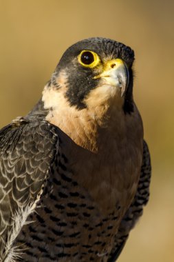 Peregrine Falcon sonbahar ortamda