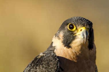 Peregrine Falcon sonbahar ortamda
