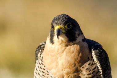 Peregrine Falcon sonbahar ortamda