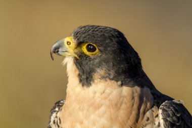 Peregrine Falcon sonbahar ortamda