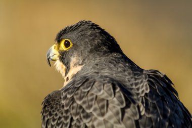 Peregrine Falcon sonbahar ortamda