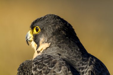 Peregrine Falcon sonbahar ortamda