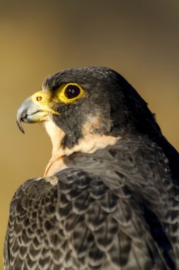 Peregrine Falcon sonbahar ortamda