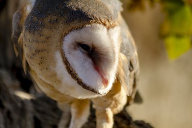 Sonbahar ortamda ortak peçeli baykuş