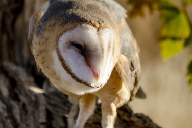 Sonbahar ortamda ortak peçeli baykuş