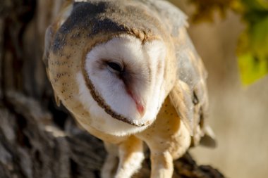 Sonbahar ortamda ortak peçeli baykuş