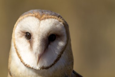 Sonbahar ortamda ortak peçeli baykuş