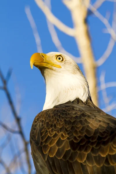 American Bald Eagle in autunno impostazione — Foto Stock