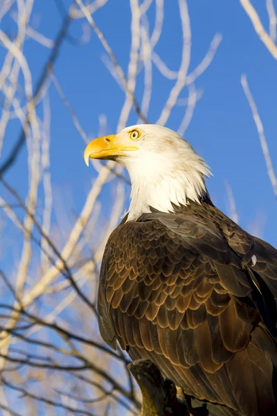 Amerikanischer Weißkopfseeadler im Herbst — Stockfoto