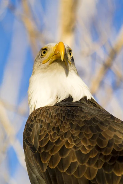 American Bald Eagle in autunno impostazione — Foto Stock