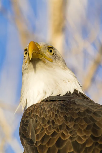 American Bald Eagle in Autumn Setting — Stock Photo, Image