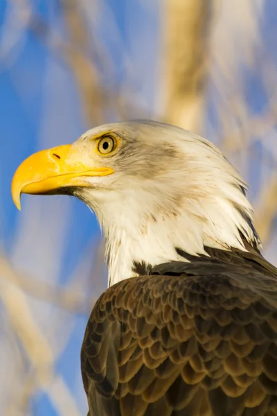 American Bald Eagle i höst miljö — Stockfoto