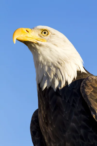 秋の設定でアメリカの白頭鷲 — ストック写真