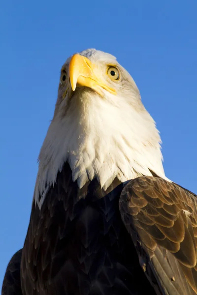 Águila calva americana en el entorno de otoño — Foto de Stock