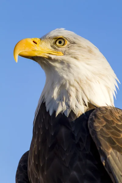 American Bald Eagle in autunno impostazione — Foto Stock