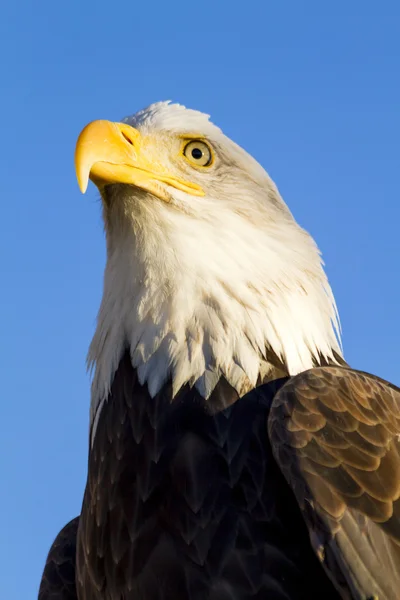 秋の設定でアメリカの白頭鷲 — ストック写真