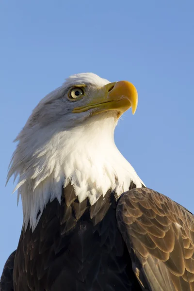 Американский лысый орёл осенью — стоковое фото
