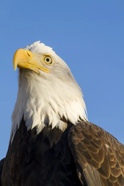 Águila calva americana en el entorno de otoño — Foto de Stock