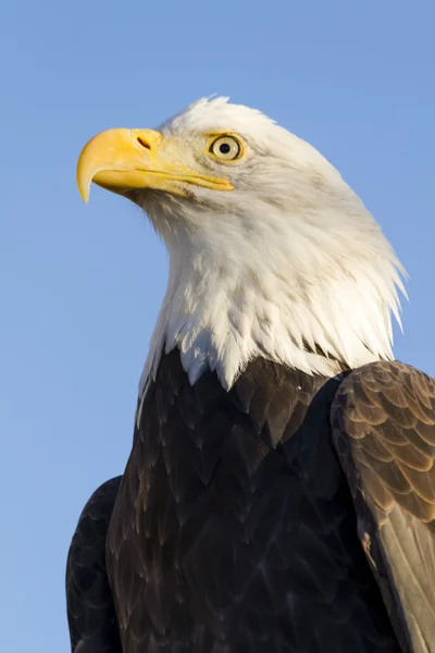 Águia calva americana no cenário de outono — Fotografia de Stock