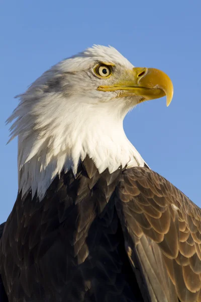 American Bald Eagle in autunno impostazione — Foto Stock