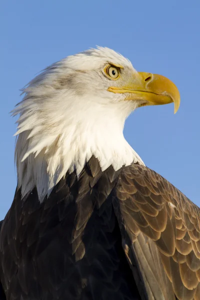 Американський білоголовий орлан в осінній налаштування — стокове фото