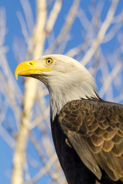 Американский лысый орёл осенью — стоковое фото