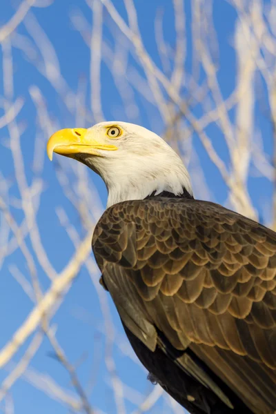 Águia calva americana no cenário de outono — Fotografia de Stock