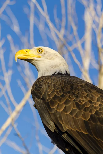 American Bald Eagle i höst miljö — Stockfoto