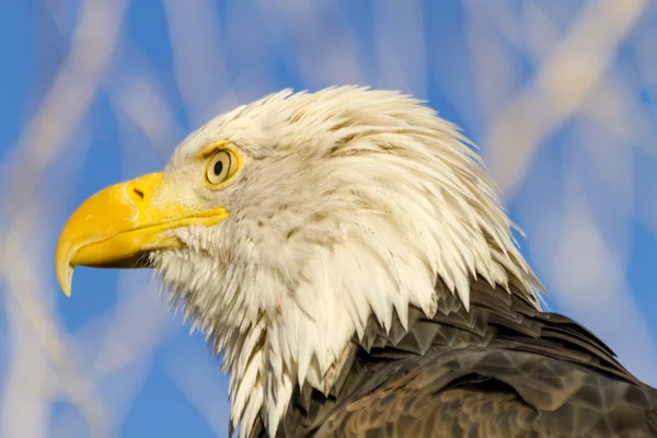 Águila calva americana en el entorno de otoño — Foto de Stock