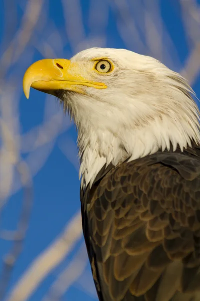 American Bald Eagle i höst miljö — Stockfoto