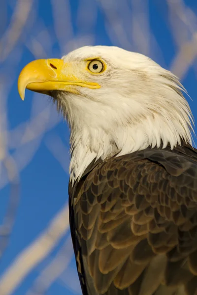秋の設定でアメリカの白頭鷲 — ストック写真