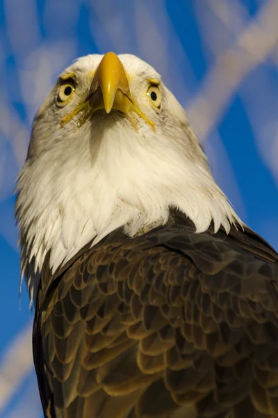 American Bald Eagle in Autumn Setting — Stock Photo, Image