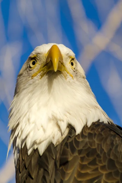 American Bald Eagle i höst miljö — Stockfoto