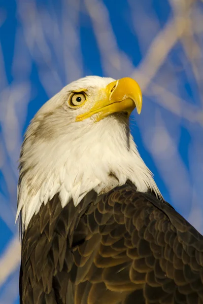 American Bald Eagle in autunno impostazione — Foto Stock