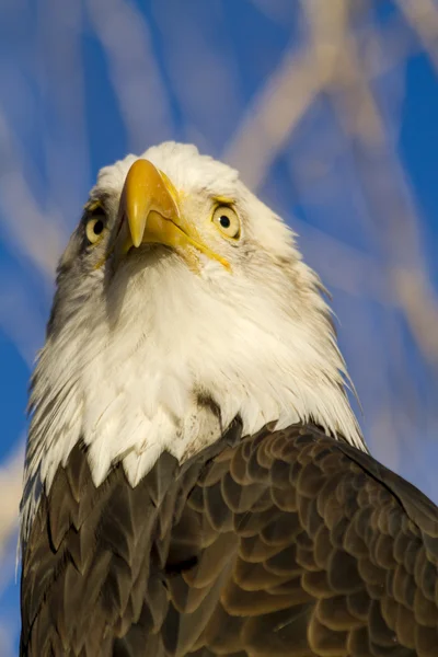 秋の設定でアメリカの白頭鷲 — ストック写真