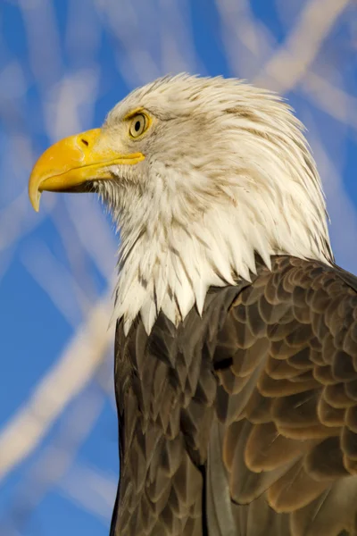 Águila calva americana en el entorno de otoño — Foto de Stock