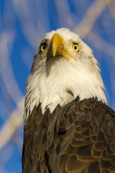 Águila calva americana en el entorno de otoño — Foto de Stock