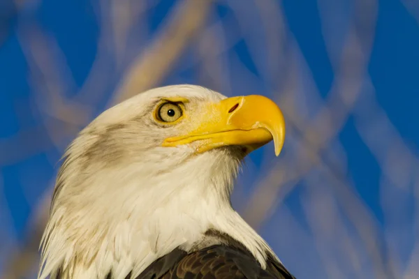 가에 미국 흰머리 독수리 — 스톡 사진