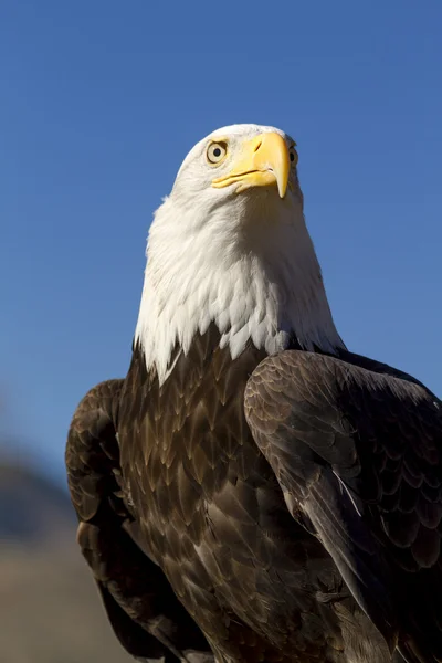 Águia calva americana no cenário de outono — Fotografia de Stock