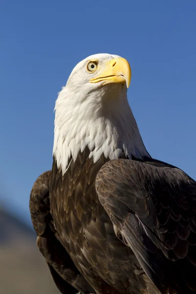 秋の設定でアメリカの白頭鷲 — ストック写真