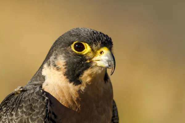 Peregrine Falcon sonbahar ortamda — Stok fotoğraf