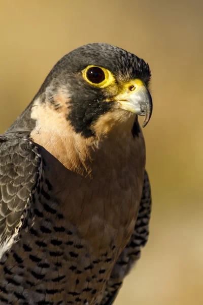 Peregrine Falcon in Autumn Setting — Stock Photo, Image