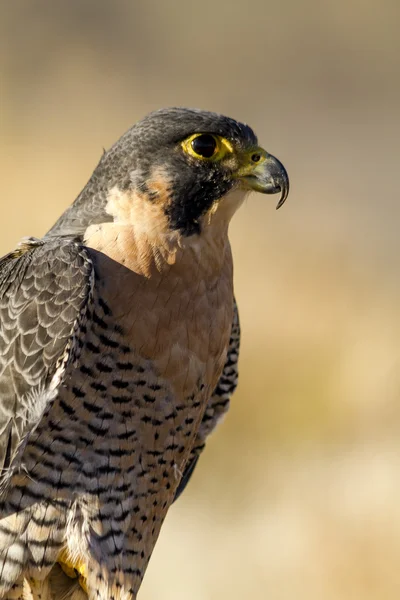 Peregrine Falcon sonbahar ortamda