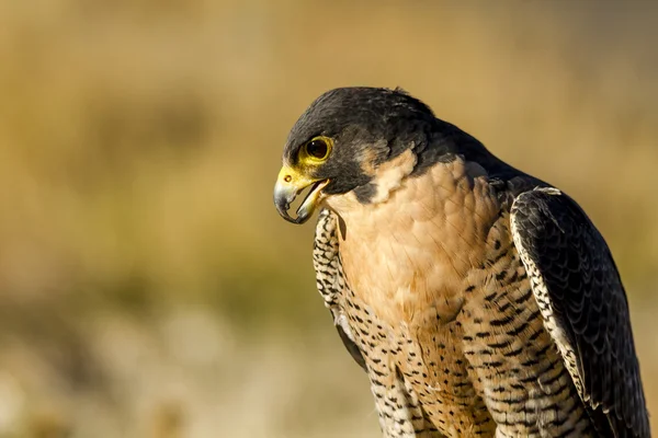 Peregrine Falcon no cenário de outono — Fotografia de Stock