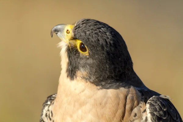 Peregrine Falcon sonbahar ortamda — Stok fotoğraf