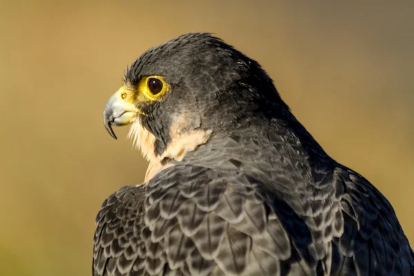 Peregrine Falcon no cenário de outono — Fotografia de Stock