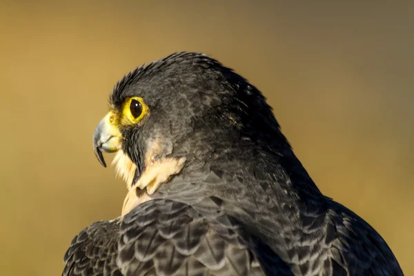 Peregrine Falcon no cenário de outono — Fotografia de Stock