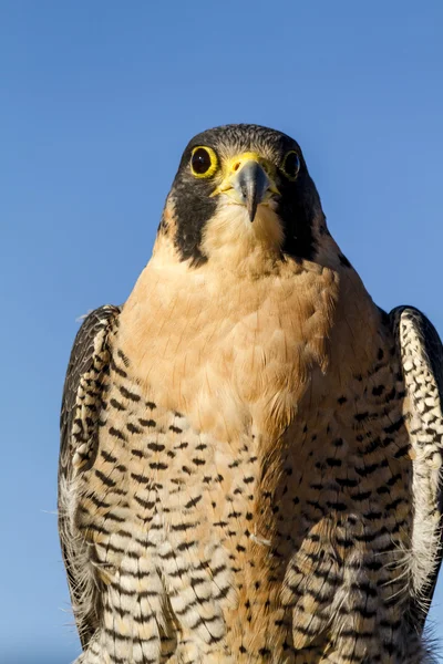 Peregrine Falcon sonbahar ortamda — Stok fotoğraf