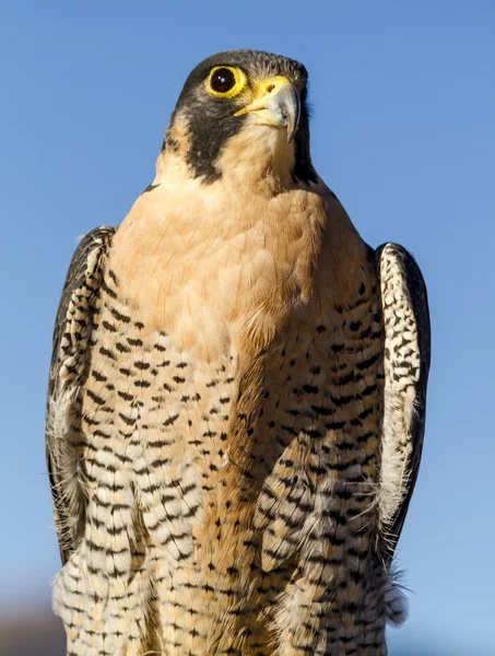 Peregrine Falcon no cenário de outono — Fotografia de Stock